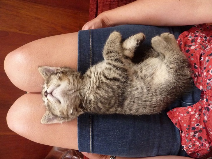 Kedi Kucağa Nasıl Alıştırılır
